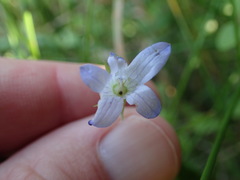 Campanula californica