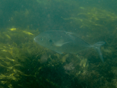 Pseudocaranx