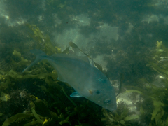 Pseudocaranx