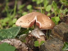 Agaricus langei