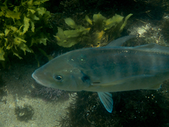 Pseudocaranx