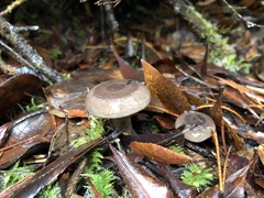 Lactarius pseudomucidus