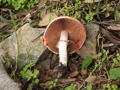 Agaricus langei