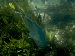 Pseudocaranx