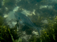 Pseudocaranx