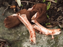 Agaricus langei