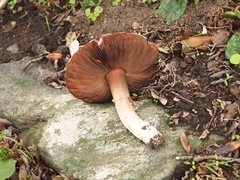 Agaricus langei