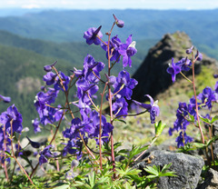 Delphinium glareosum