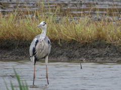 Ardea cinerea jouyi