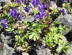 Delphinium glareosum