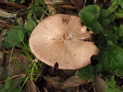 Agaricus langei