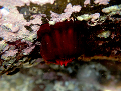 Actinia tenebrosa
