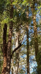 Macropygia phasianella