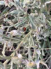 Hippodamia convergens