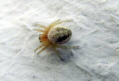 Araniella displicata