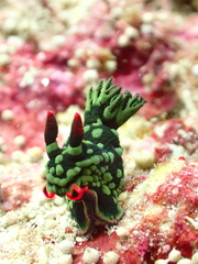 Nembrotha kubaryana