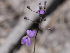 Stylidium violaceum