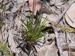 Stylidium violaceum