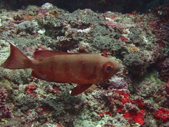 Priacanthus hamrur