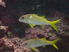 Mulloidichthys vanicolensis