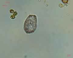 Colepidae