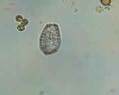 Colepidae