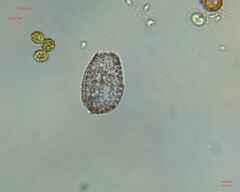 Colepidae