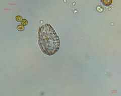 Colepidae