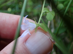 Campanula californica