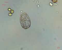 Colepidae