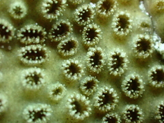 Palythoa tuberculosa