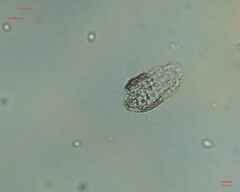 Colepidae
