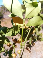 Peponidium buxifolium