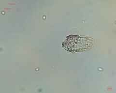Colepidae