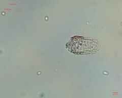 Colepidae