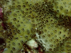 Palythoa tuberculosa