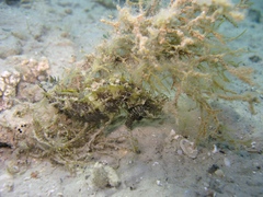 Hippocampus guttulatus