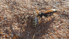 Parabatozonus lacerticida