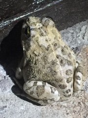 Tomopterna delalandii