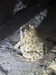 Tomopterna delalandii