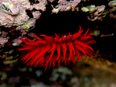 Actinia tenebrosa