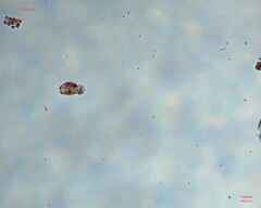 Colepidae