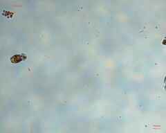 Colepidae