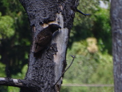 Nestor meridionalis septentrionalis