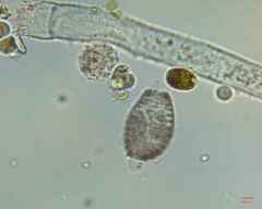 Colepidae