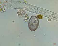 Colepidae