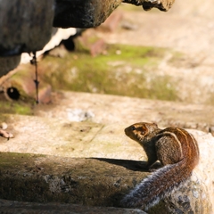 Funambulus tristriatus