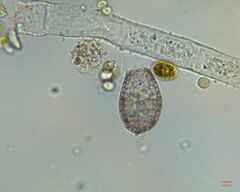 Colepidae