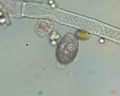 Colepidae