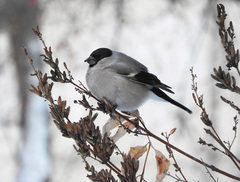 Pyrrhula pyrrhula cineracea